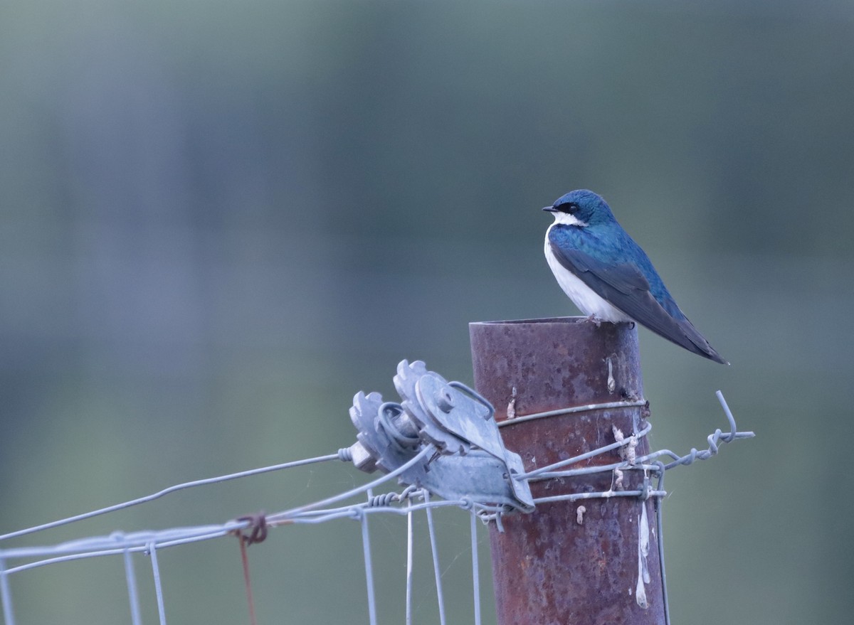 Tree Swallow - ML636153516
