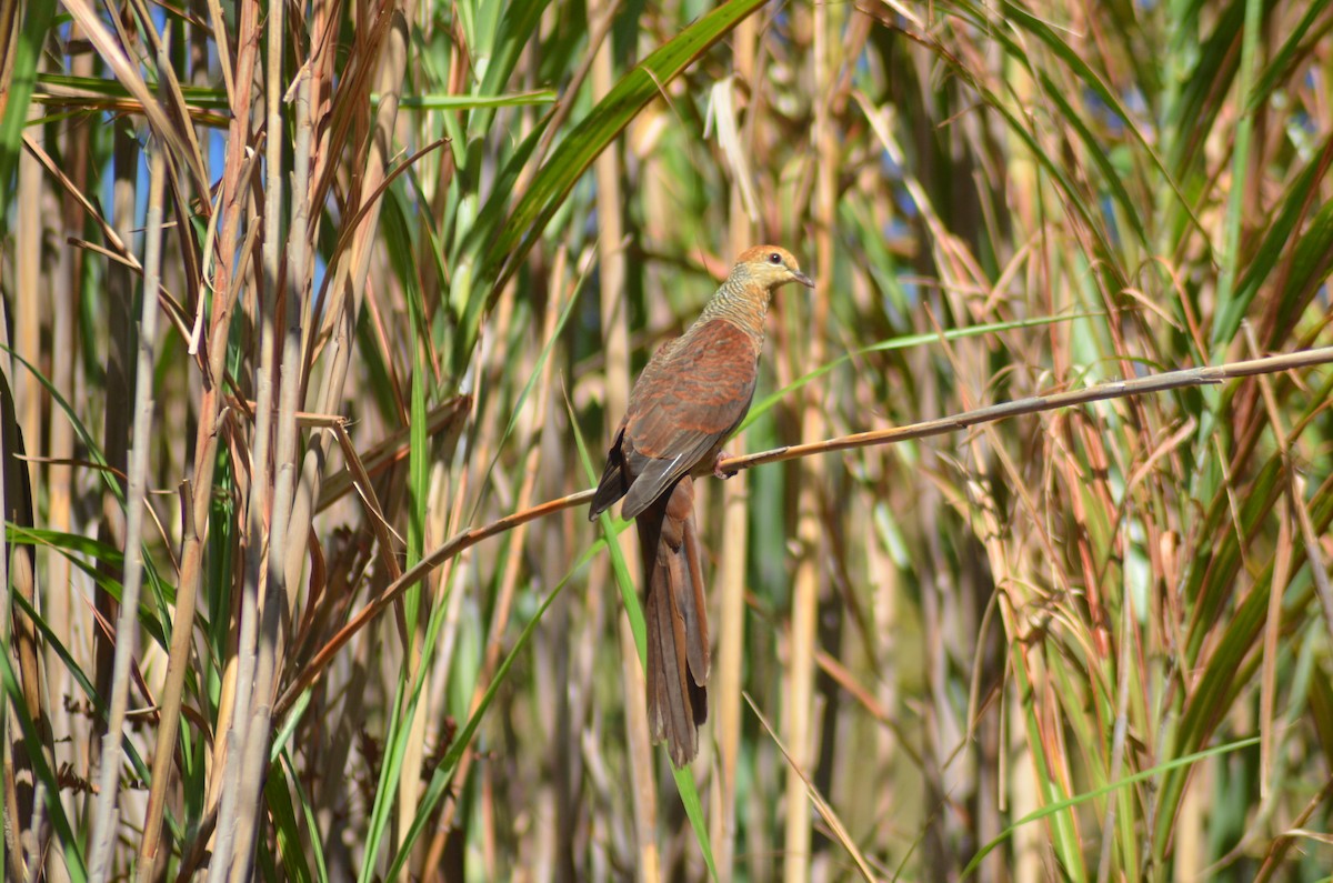 Sultan's Cuckoo-Dove - ML636153524