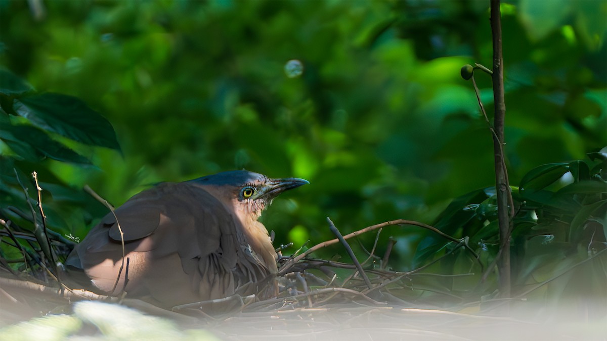 Malayan Night Heron - ML636153525