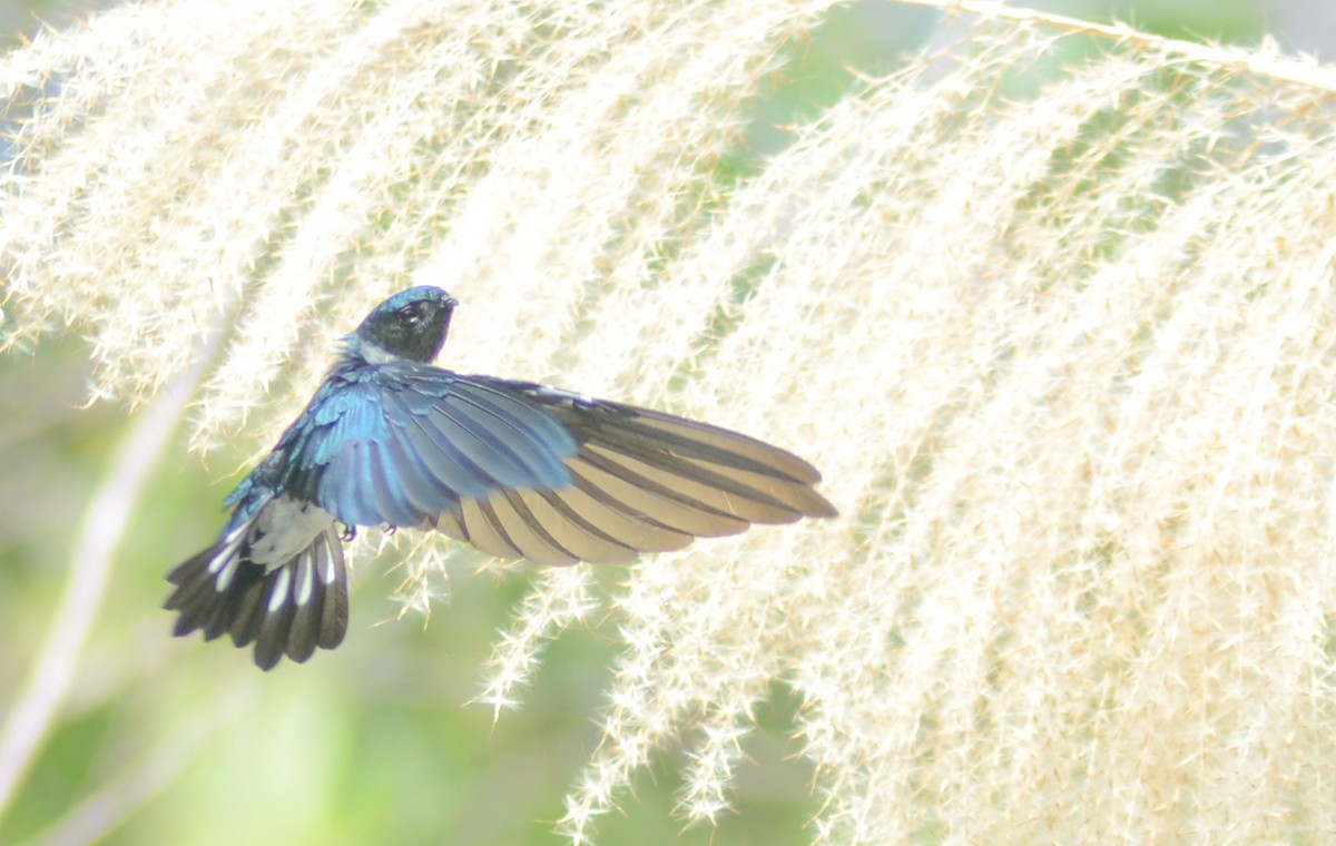 Glossy Swiftlet - ML636153528