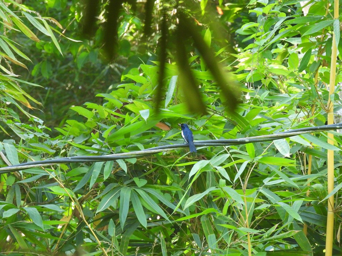 Philippine Magpie-Robin - ML636153546