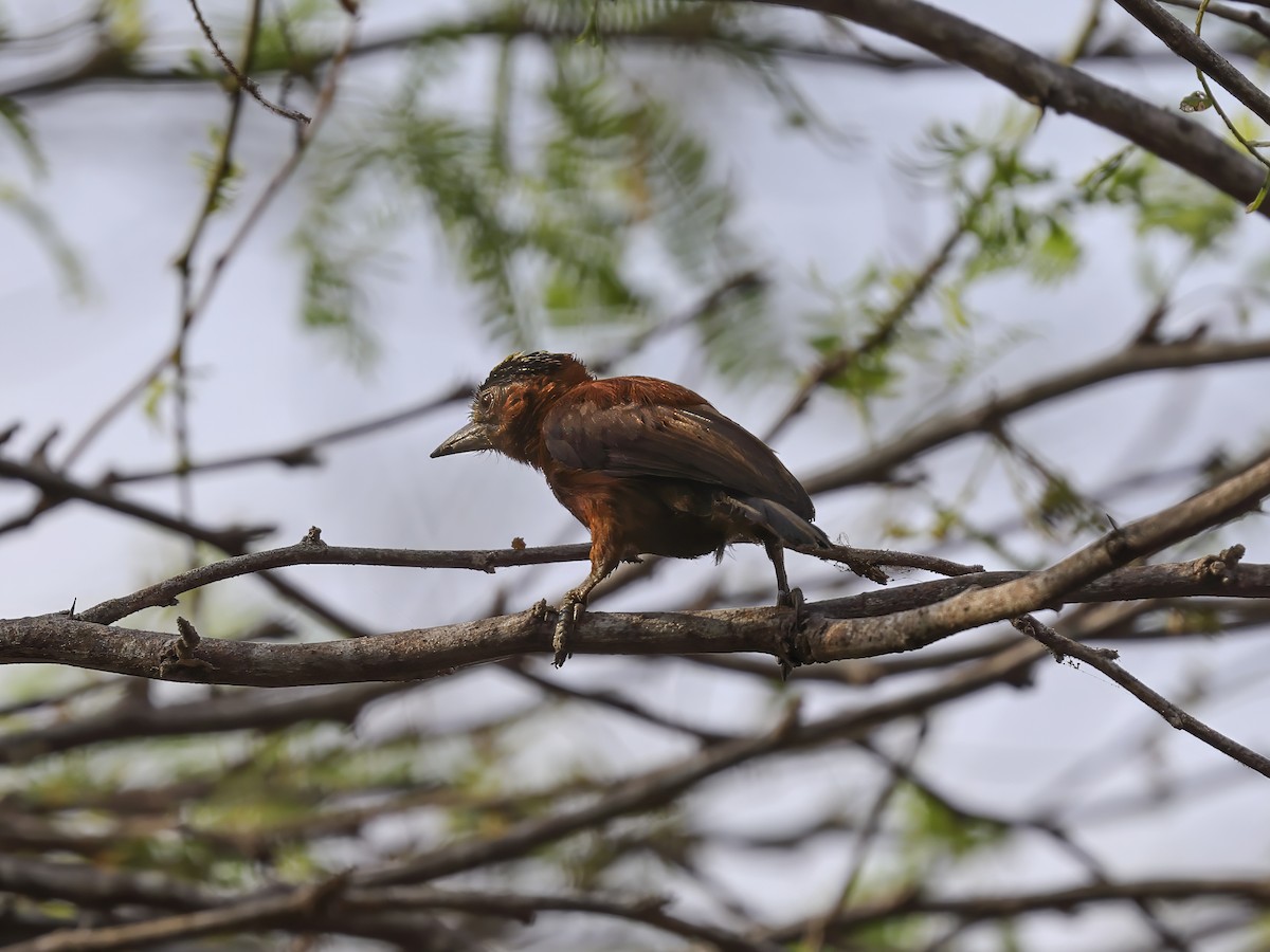 Chestnut Piculet - ML636153574