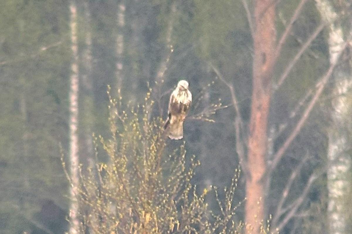Rough-legged Hawk - ML636153583