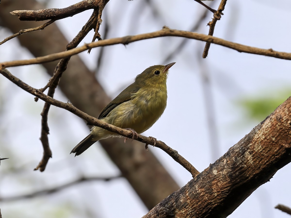 Bicolored Conebill - ML636153586