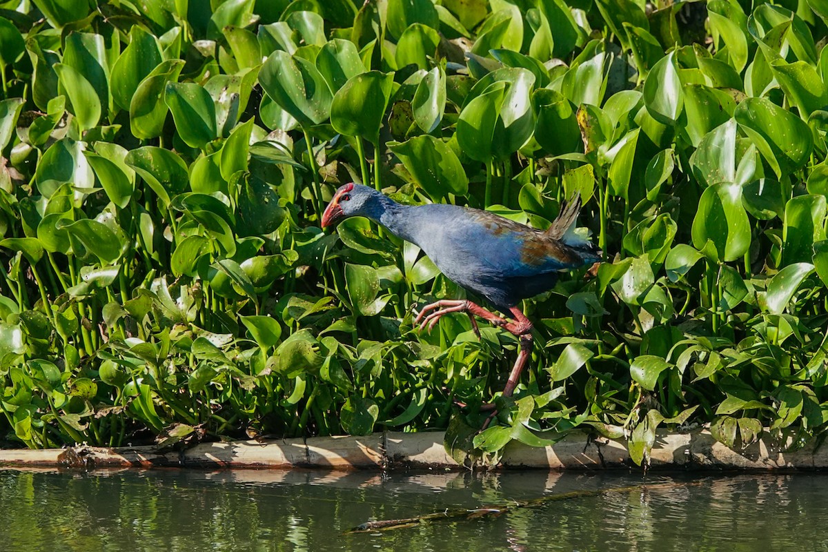 Philippine Swamphen - ML636153589