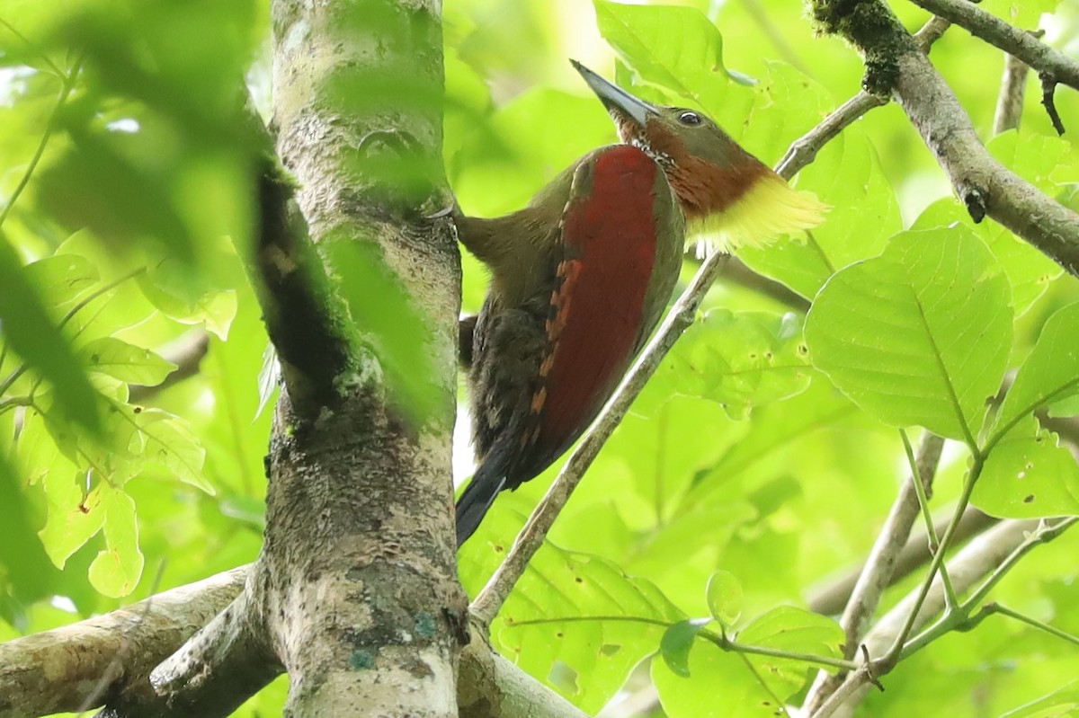 Checker-throated Woodpecker - ML636153644
