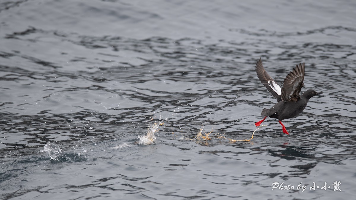 Pigeon Guillemot - ML636153648