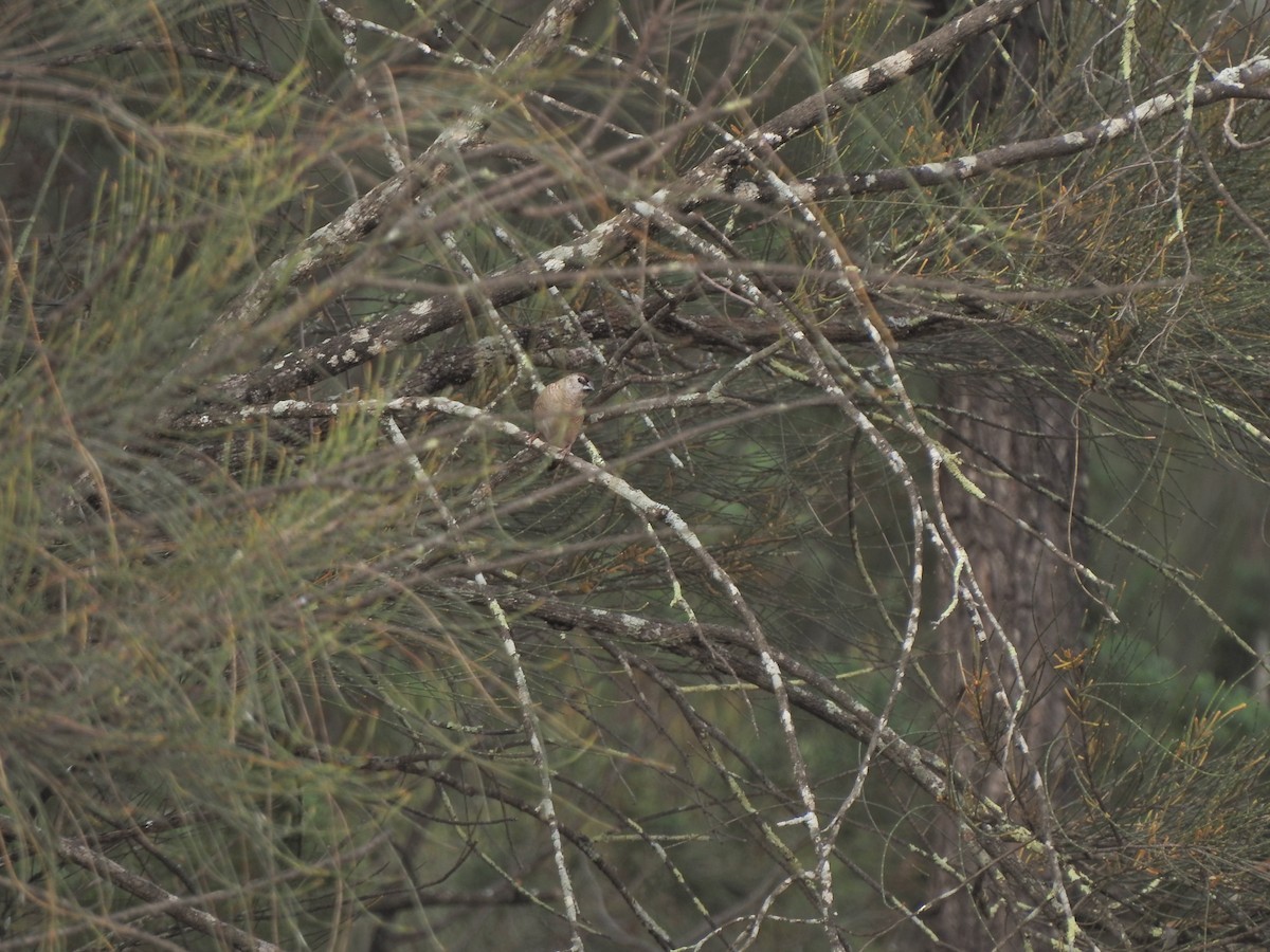 Willie-wagtail - ML636153649