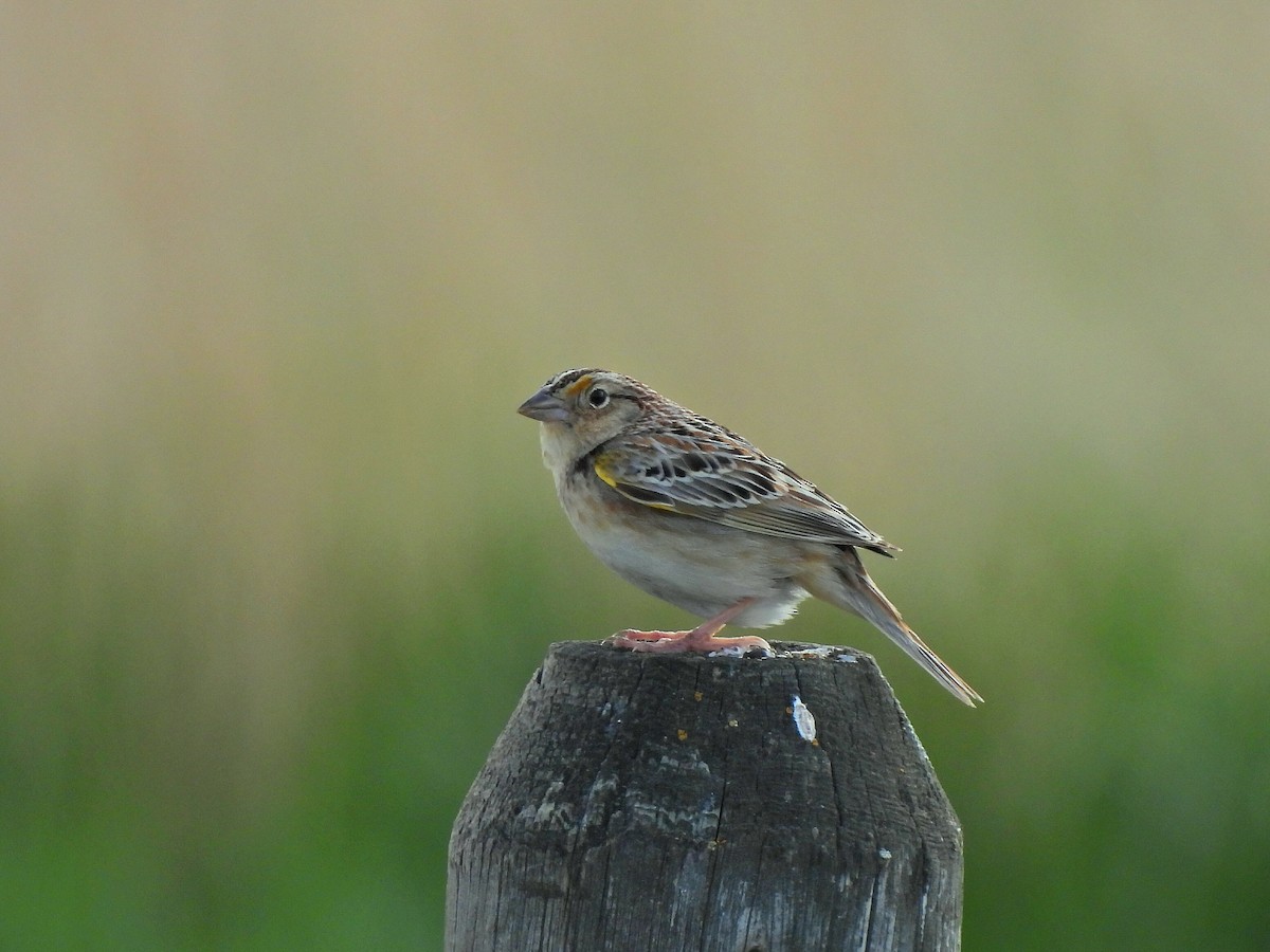 Grasshopper Sparrow - ML636153652