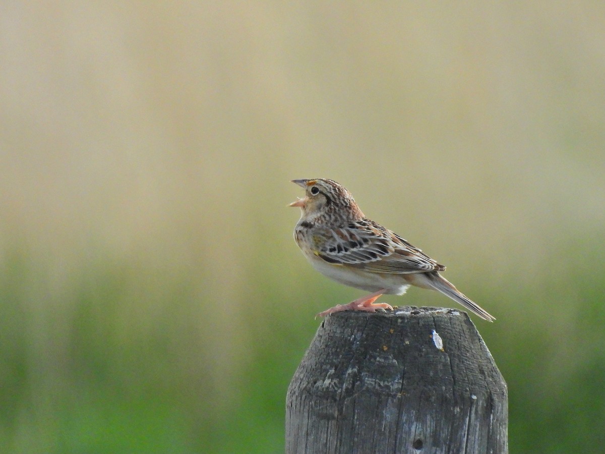 Grasshopper Sparrow - ML636153653