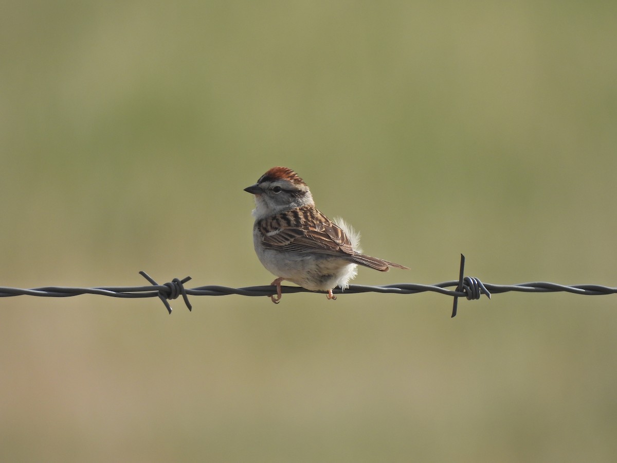 Chipping Sparrow - ML636153656