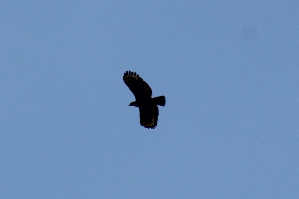 Crested Serpent-Eagle - ML636153658