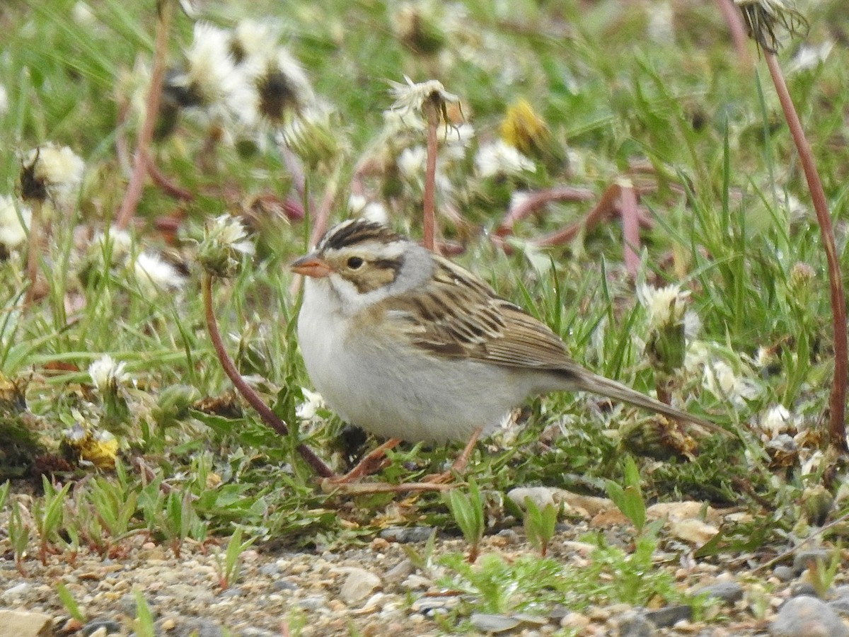 Clay-colored Sparrow - ML636153660