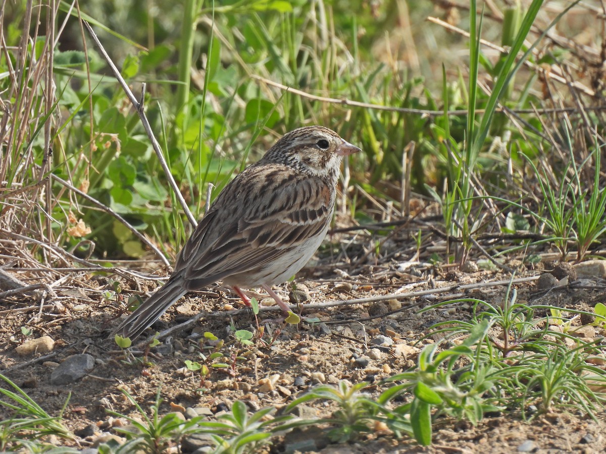Vesper Sparrow - ML636153662