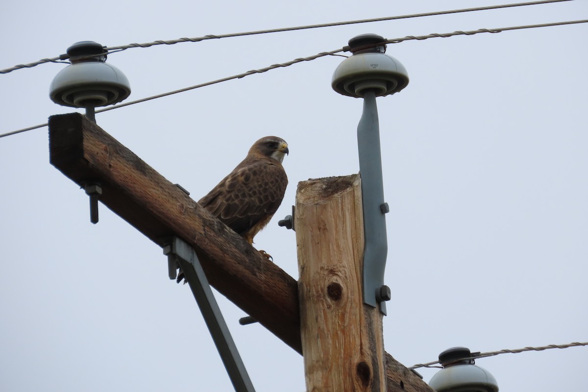Swainson's Hawk - ML636153665