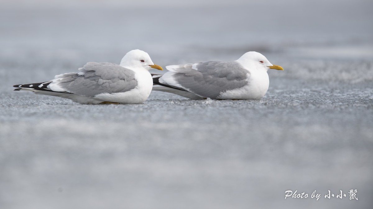 Short-billed Gull - ML636153673