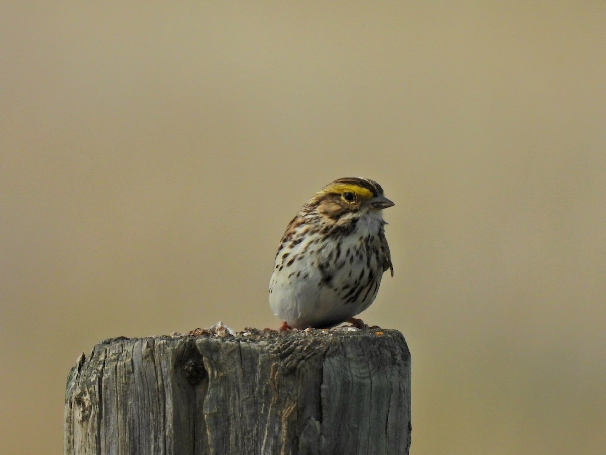 Savannah Sparrow - ML636153674