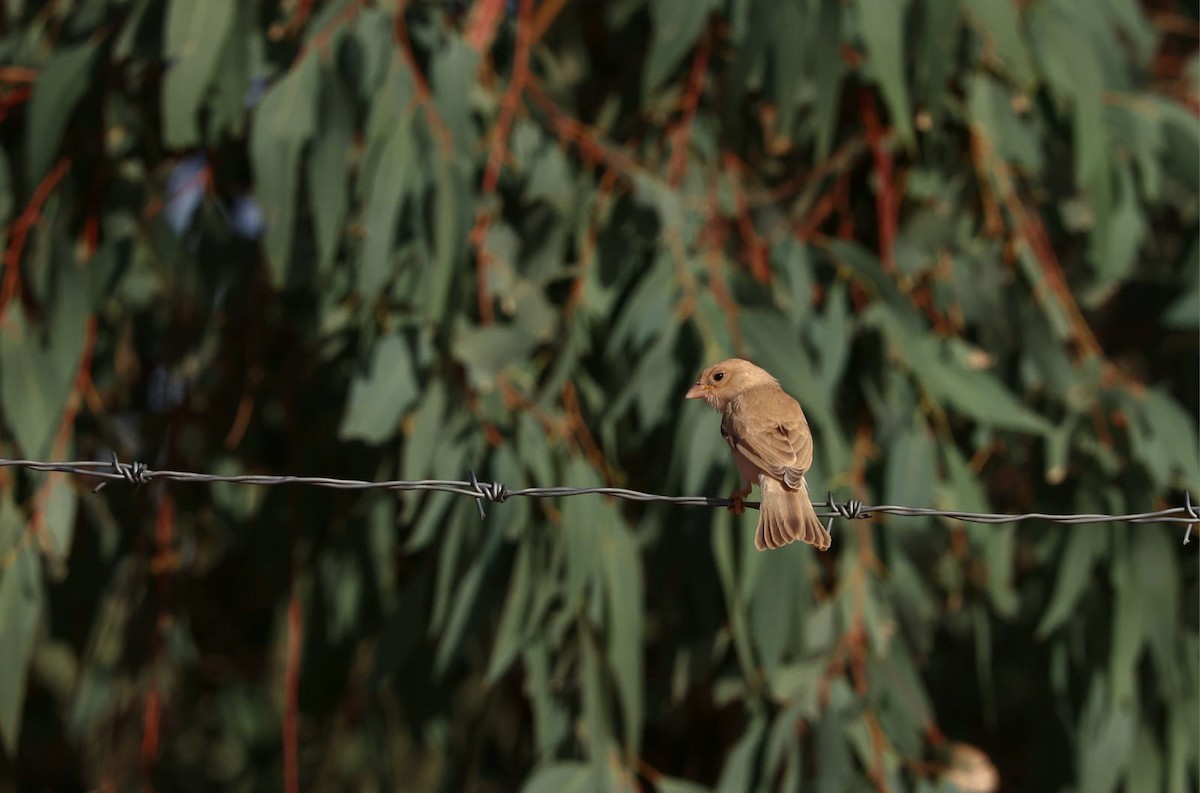Desert Sparrow - ML636153727