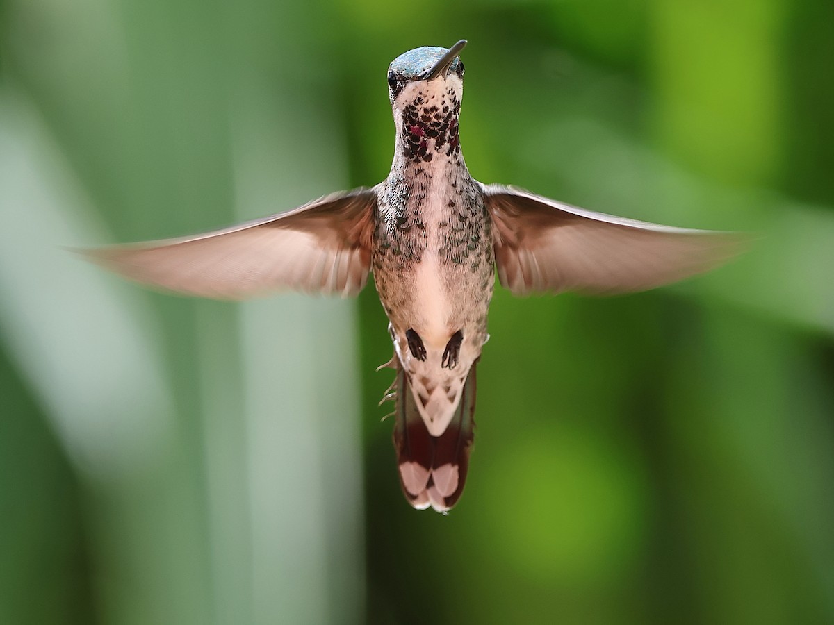 Stripe-breasted Starthroat - ML636153766
