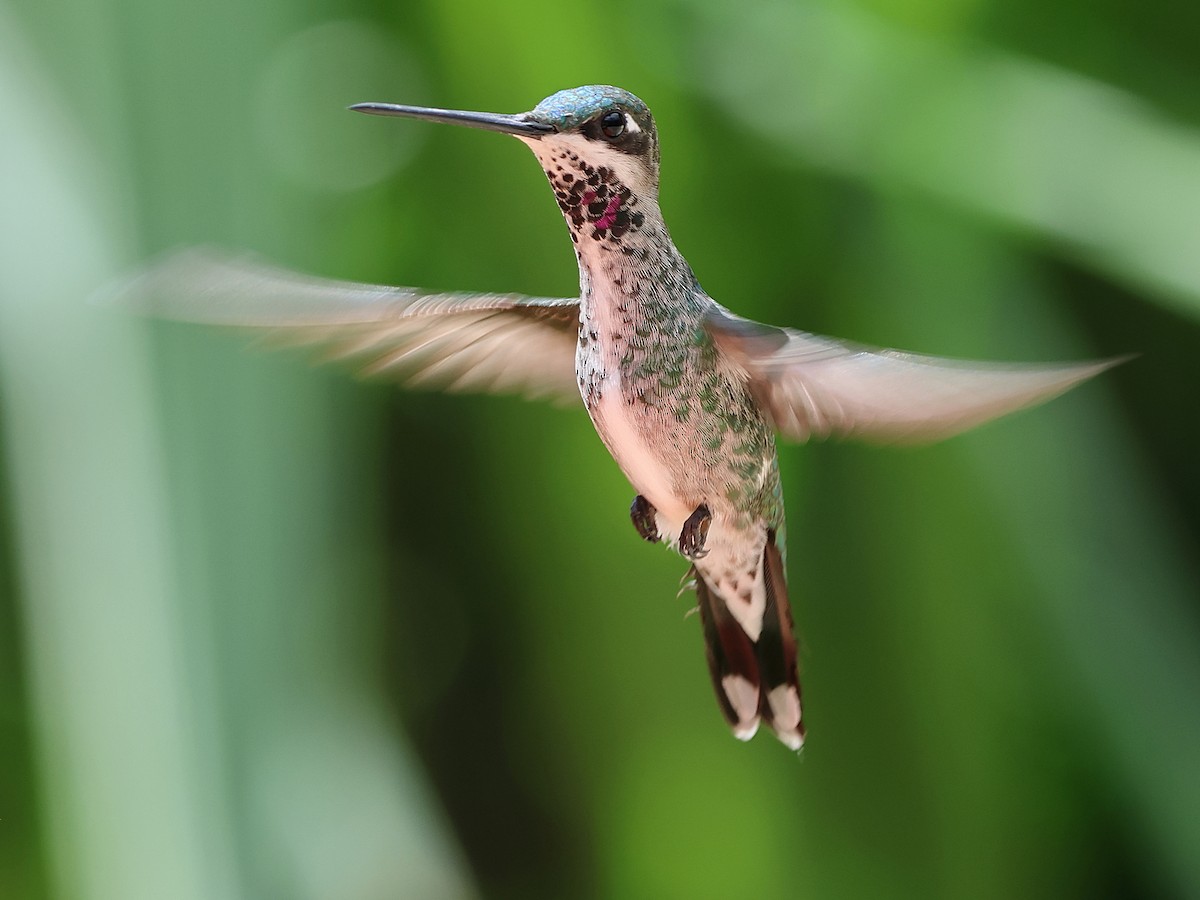 Stripe-breasted Starthroat - ML636153767