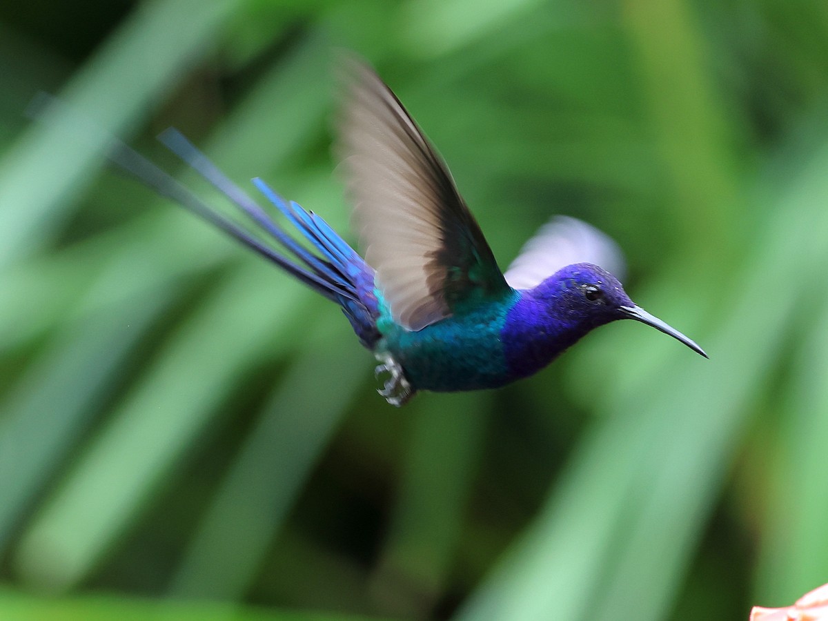 Swallow-tailed Hummingbird - ML636153785