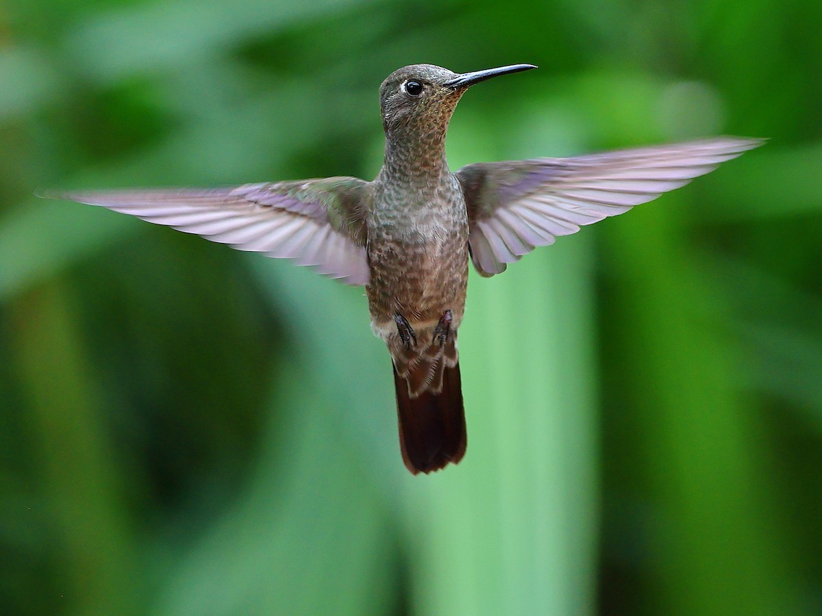 Sombre Hummingbird - ML636153789