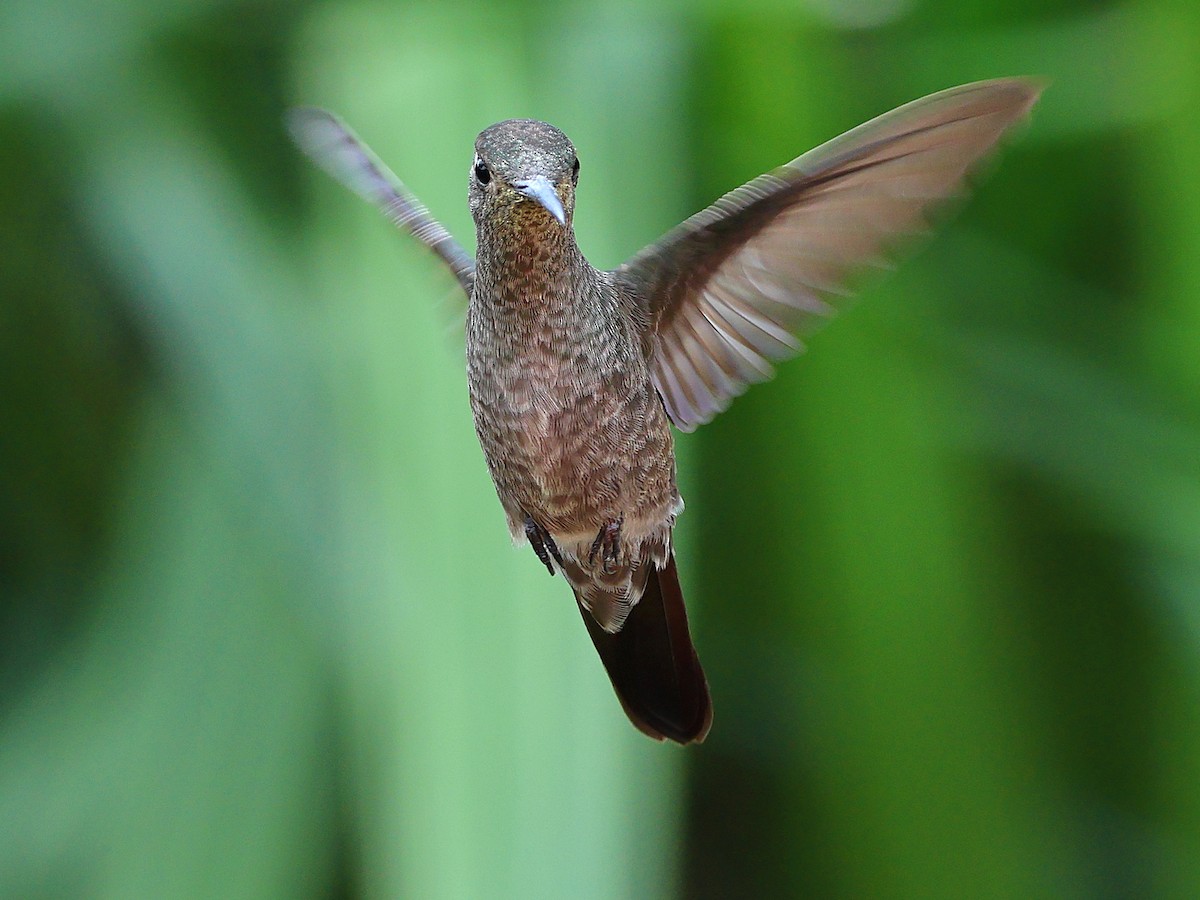 Sombre Hummingbird - ML636153790