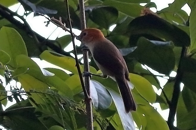 Rufous-headed Parrotbill - ML636153806