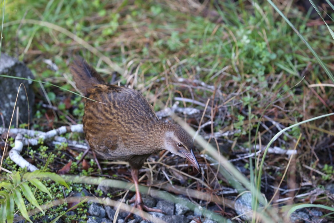 Weka - ML636153820