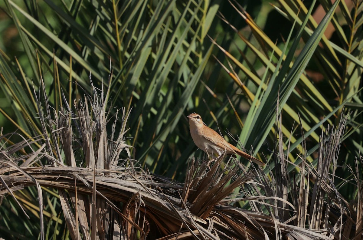 Rufous-tailed Scrub-Robin - ML636153838