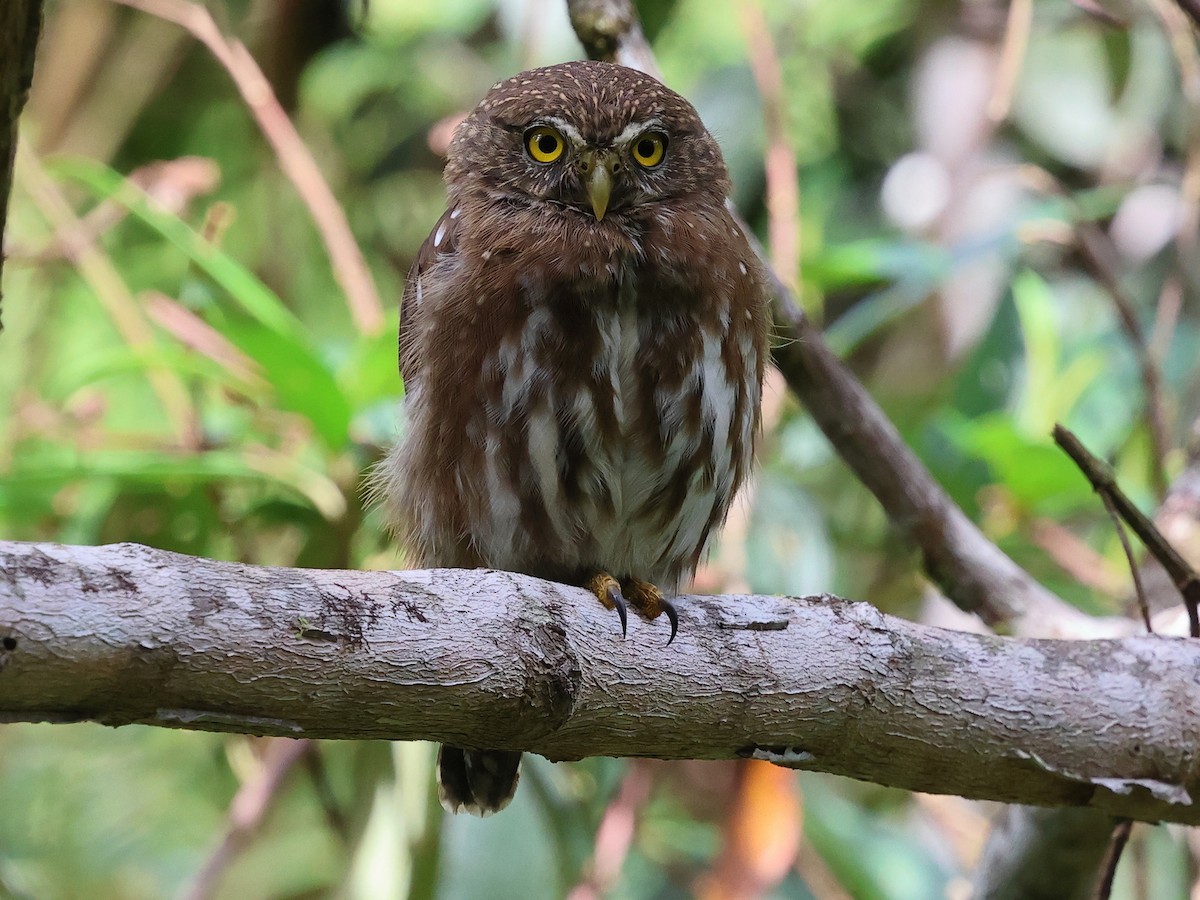 Least Pygmy-Owl - ML636153842