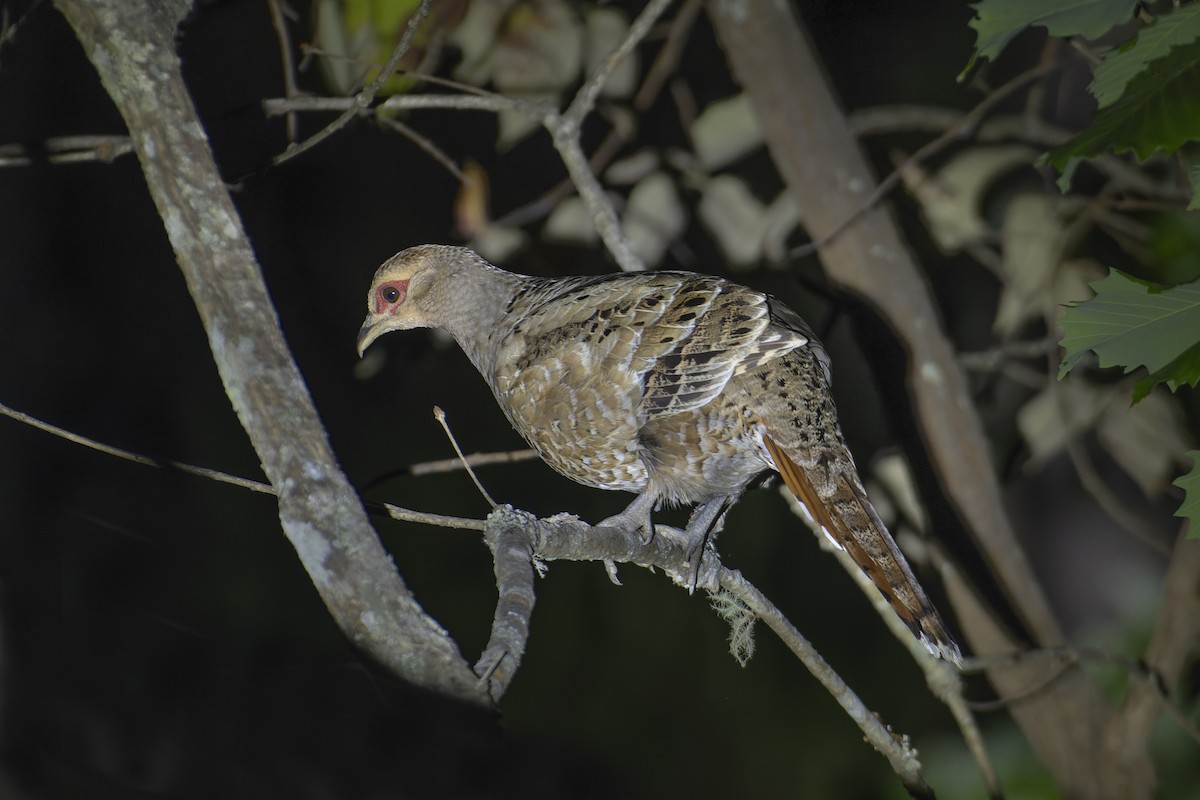 Mrs. Hume's Pheasant - ML636153865