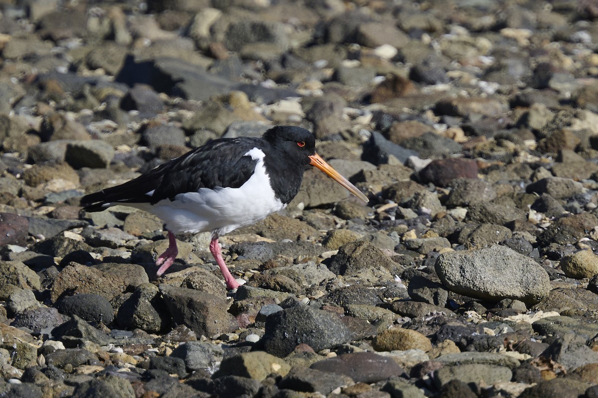 South Island Oystercatcher - ML636153887