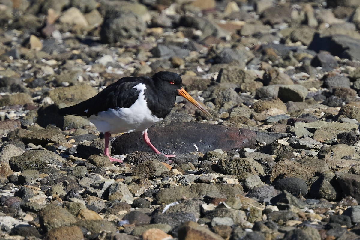 South Island Oystercatcher - ML636153889
