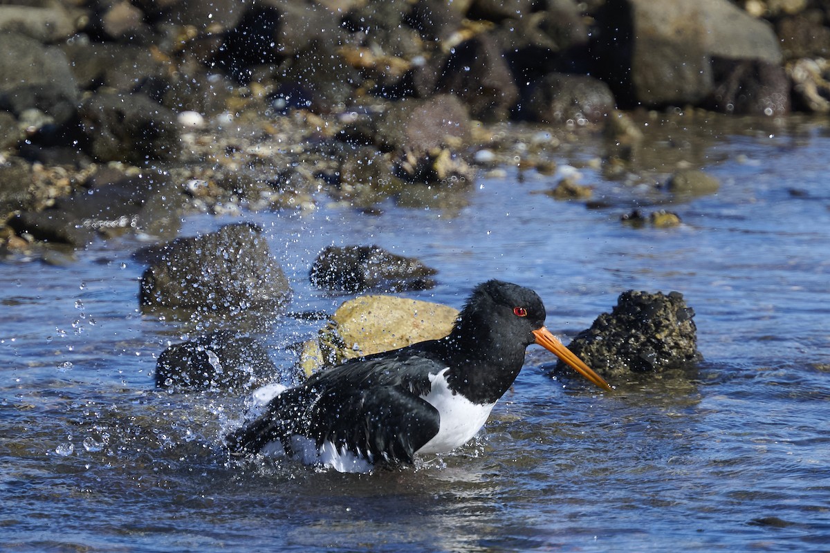 South Island Oystercatcher - ML636153890