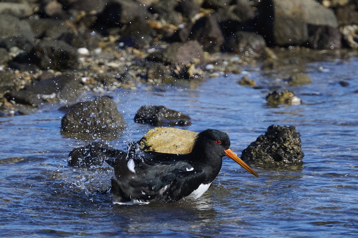 South Island Oystercatcher - ML636153891