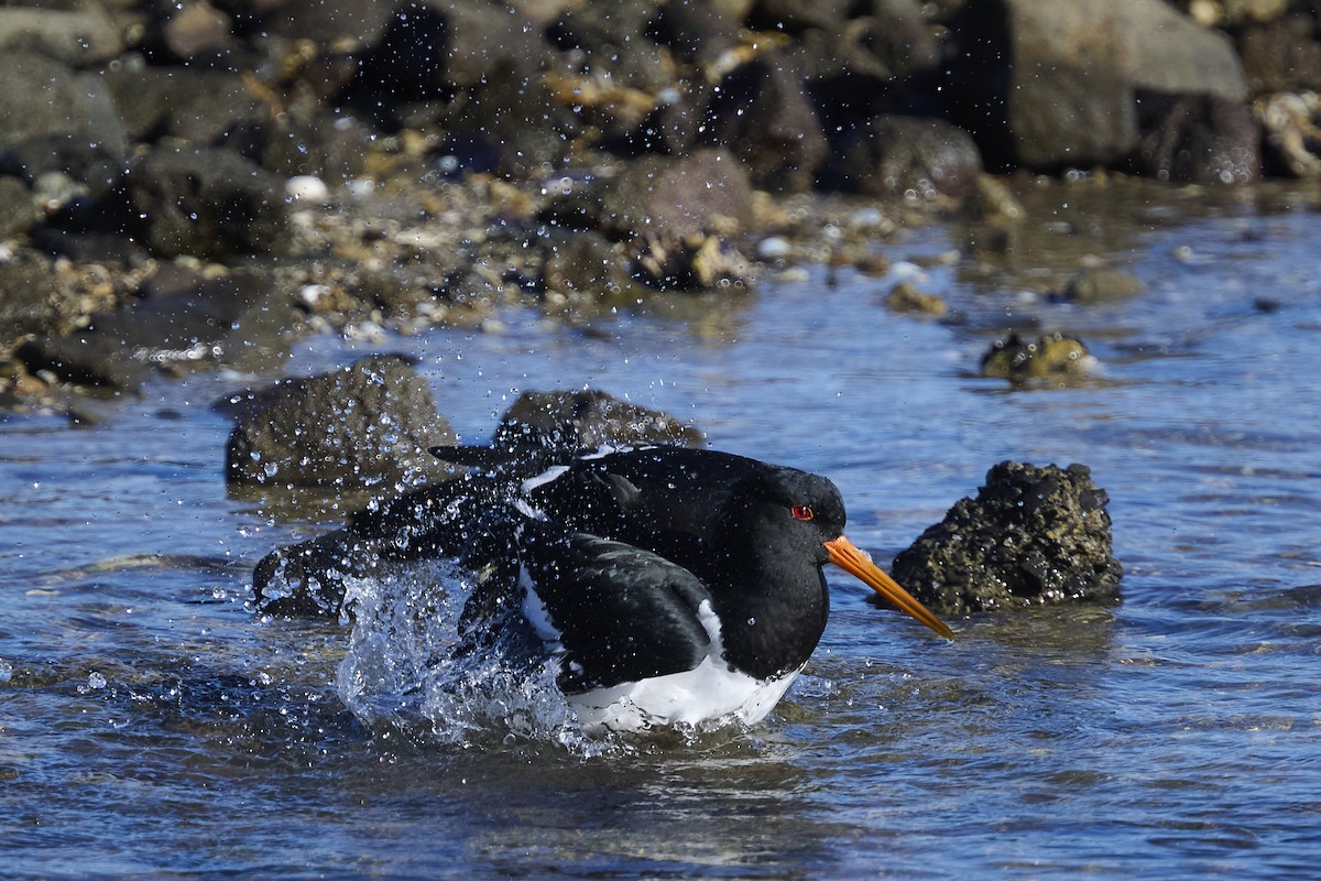 South Island Oystercatcher - ML636153892
