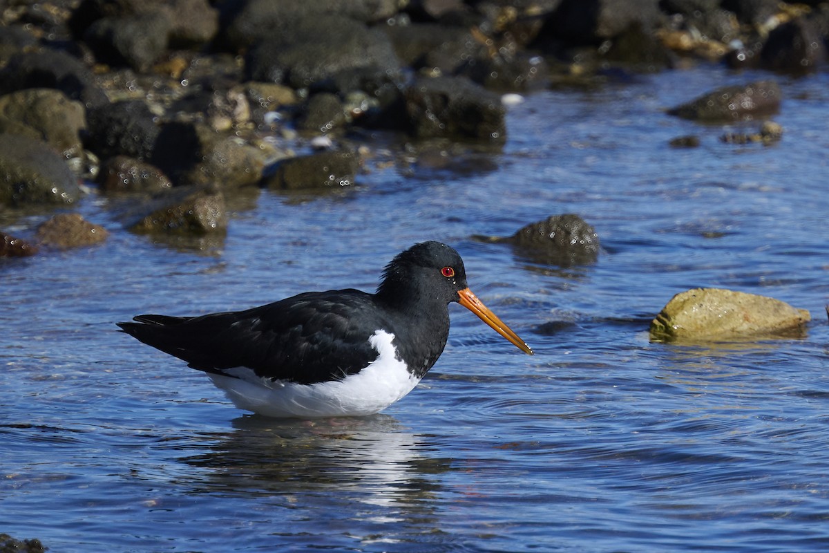 South Island Oystercatcher - ML636153893