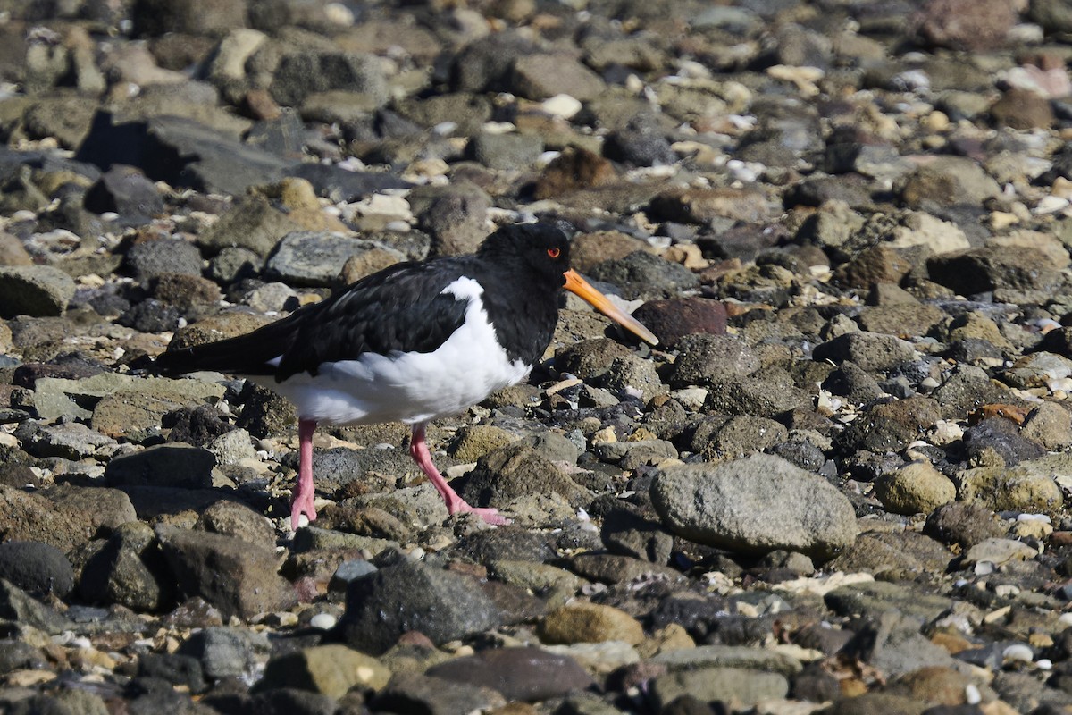 South Island Oystercatcher - ML636153894