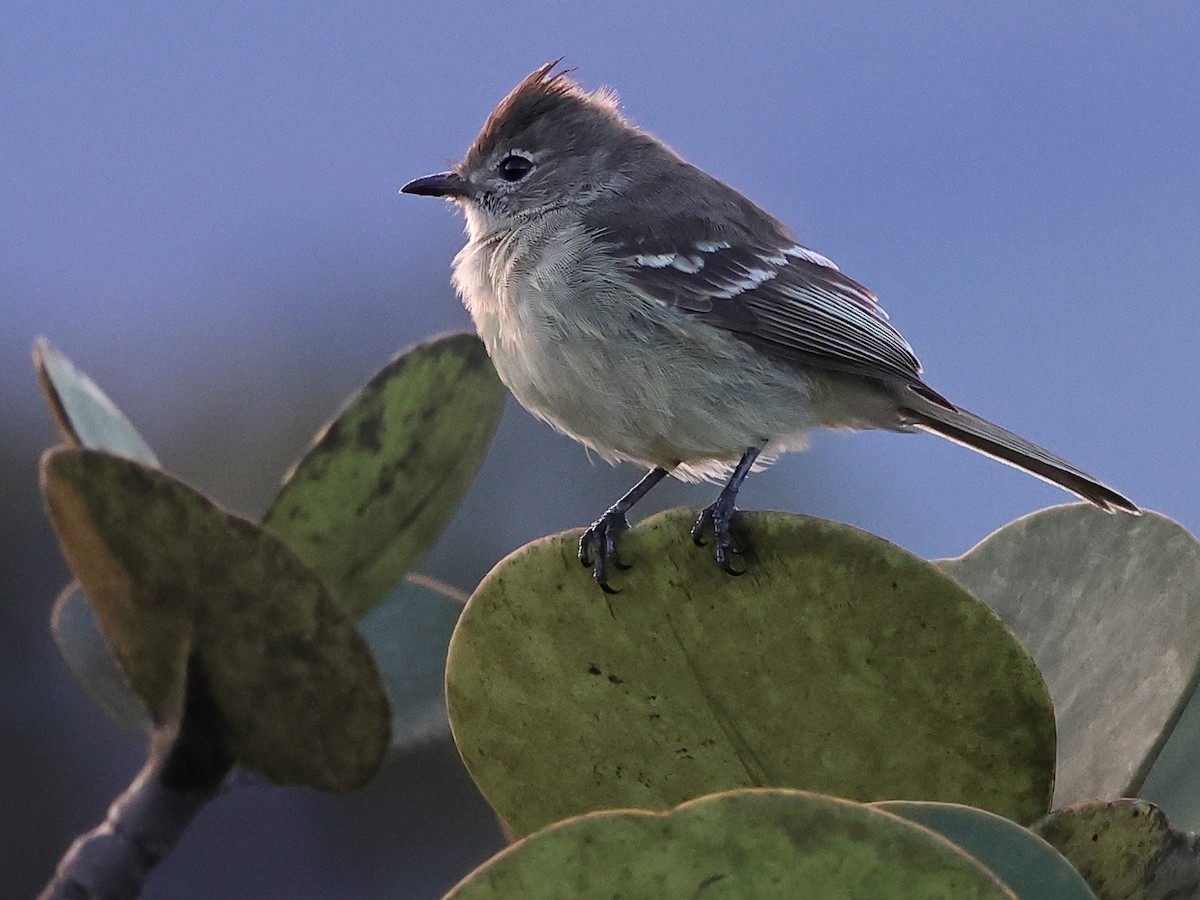 Plain-crested Elaenia - ML636153922