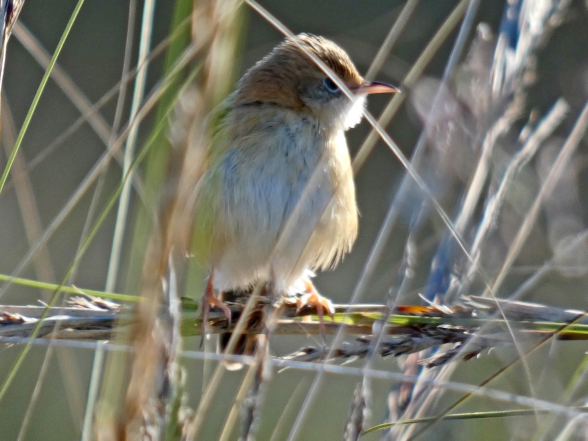 Golden-headed Cisticola - ML636153928