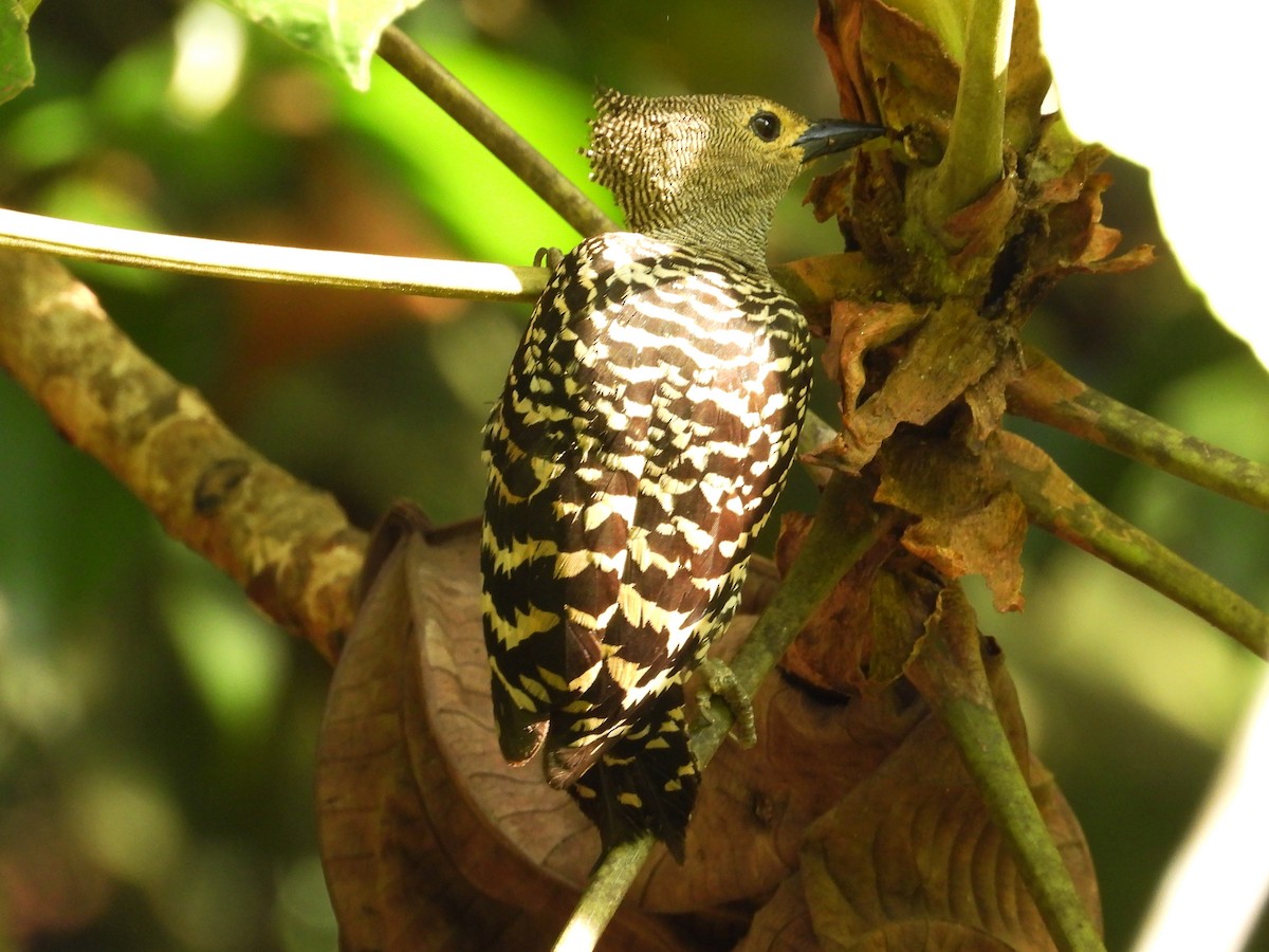 Buff-rumped Woodpecker - ML636154156