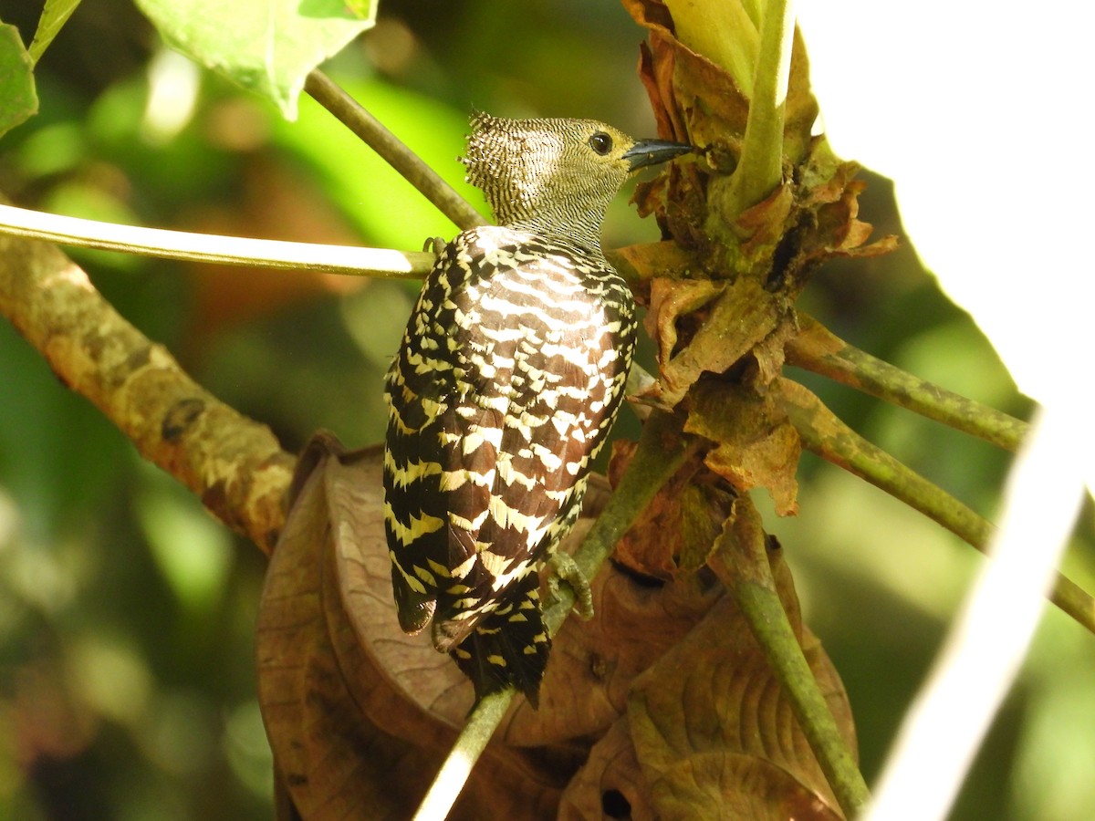 Buff-rumped Woodpecker - ML636154157
