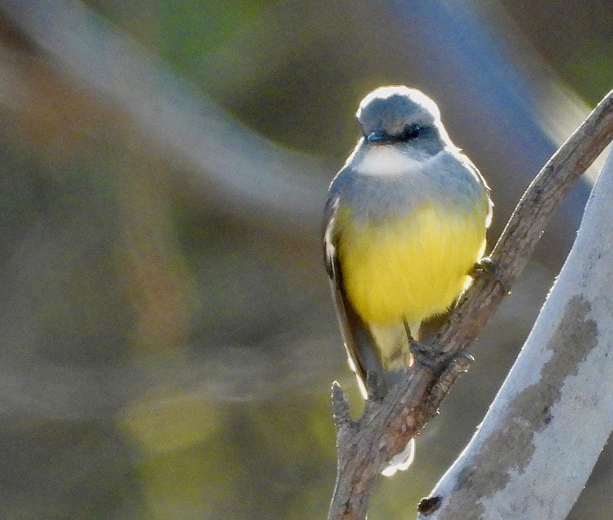 Western Yellow Robin - ML636154275