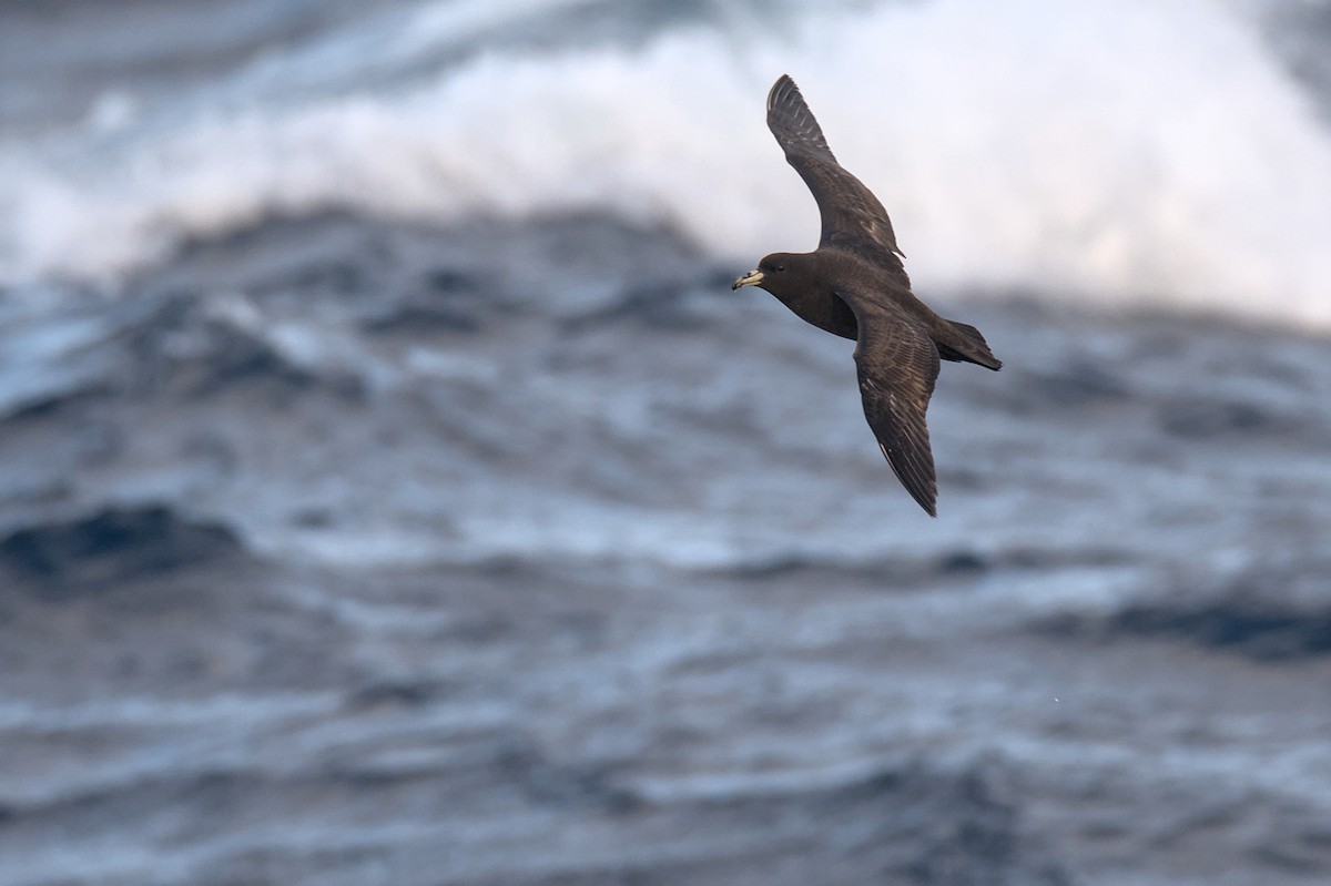 Parkinson's Petrel - ML636154289