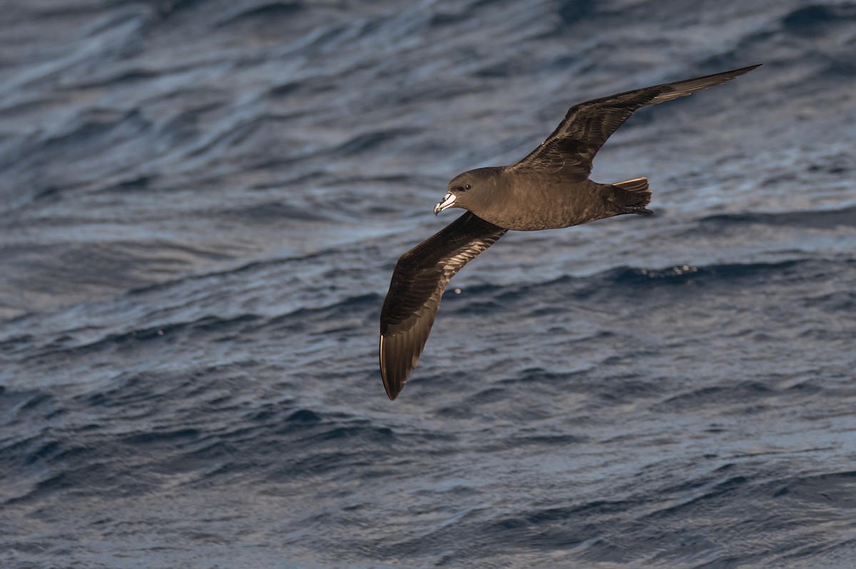 Parkinson's Petrel - ML636154294