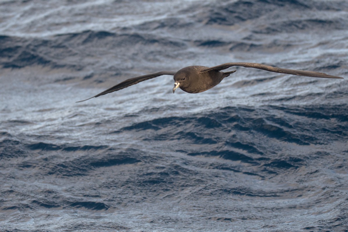 Parkinson's Petrel - ML636154296