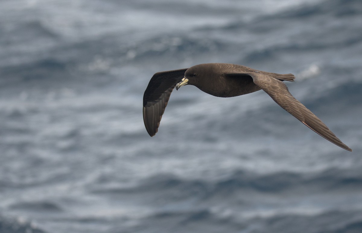 Parkinson's Petrel - ML636154297