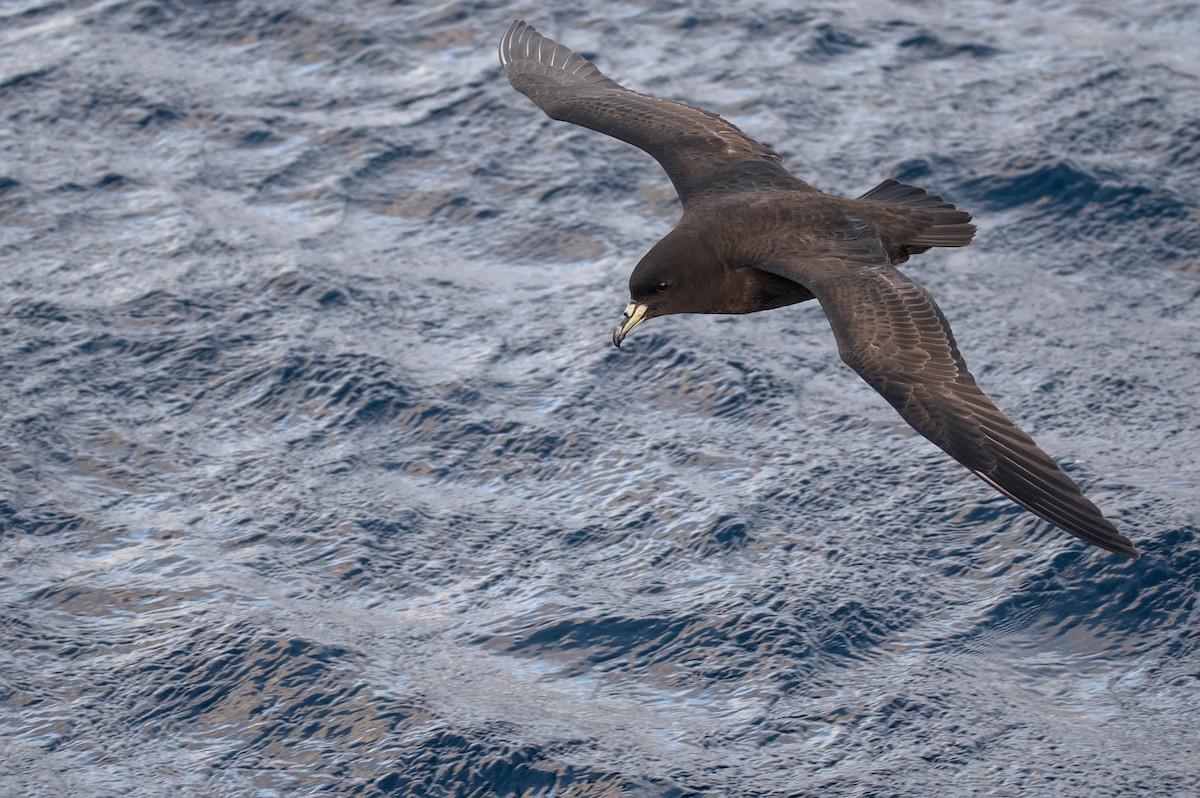 Parkinson's Petrel - ML636154298