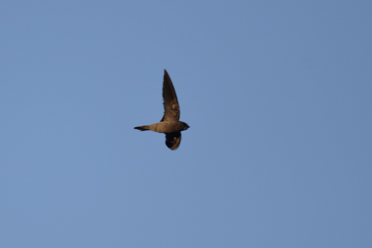 Bradfield's Swift - ML636154363